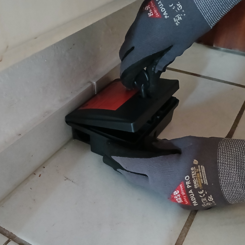 Haim-Schaedlingsbekämpfung-Maus2