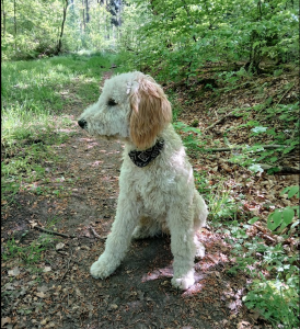 Haim-Schaedlingsbekämpfung-pacco-wald